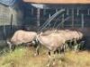 1X GEMSBOK/ORYX FAMILY GROUP M: 2 (40") F: 3 (27"-39") T5 - 2