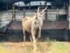 1X ELAND BUL/BULL R: 33 1/8" ; L: 33 1/8" - 3