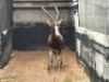 1X BLESBOKRAM/ BLESBUCK RAM R:15" L: 15" - 2