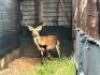 1X LECHWE RAM R: 25 1/2" ; L: 26" - 2
