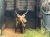 1X LECHWE RAM R: 25 1/2" ; L: 26" - 3