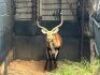 1X LECHWE RAM R: 25 1/2" ; L: 26" - 4