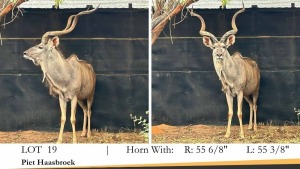 1X KOEDOEBUL/KUDU BULL R: 55 6/8" ; L: 55 3/8"