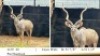 1X KOEDOEBUL/KUDU BULL