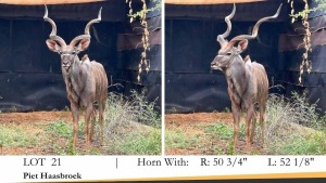 1X KOEDOEBUL/KUDU BULL