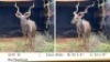 1X KOEDOEBUL/KUDU BULL
