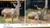 1X KOEDOEBUL/KUDU BULL R: 51 1/8" L: 47 3/4"