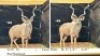 1X KOEDOEBUL/KUDU BULL R: 51 1/4" ; L: 47"