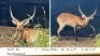 WITHDRAWN - LECHWE RAM R: 26 1/4" ; L: 26 1/4"
