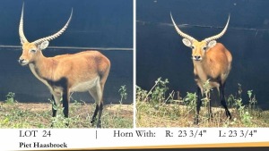 1X LECHWE RAM R: 23 3/4" ; L: 23 3/4"