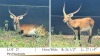 1X LECHWE RAM R: 26 1/2" ; L: 27 1/4"