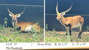 1X LECHWE RAM R: 26 1/2" ; L: 27 1/4"