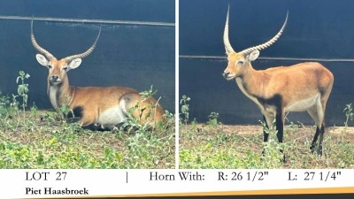 1X LECHWE RAM R: 26 1/2" ; L: 27 1/4"