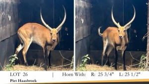 1X LECHWE RAM R: 25 3/4" ; L: 25 1/2"