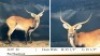 1X LECHWE RAM R: 25 1/2" ; L: 25 1/2"