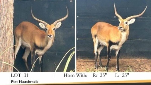1X LECHWE RAM R: 25" ; L: 25"