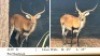 1X LECHWE RAM R: 25" ; L: 25"