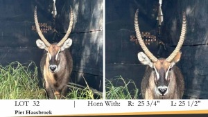 1X WATERBOKBUL/WATERBUCK BULL R: 25 3/4" ; L: 25 1/2"