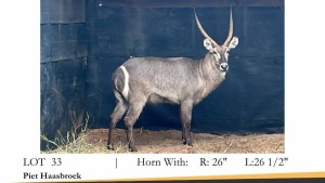 1X WATERBOKBUL/WATERBUCK BULL R: 26" L: 26 1/2"