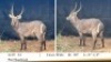 1X WATERBOKBUL/WATERBUCK BULL R: 28" ; L: 27 1/4"