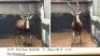 1X BLESBOKRAM/ BLESBUCK RAM R:15" L: 15"