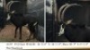 1X SWARTWITPENSBUL/SABLE BULL R: 44 3/4" ; L: 44 1/4"&nbsp; &nbsp;BASE: R: 9" ; L: 9 1/4"