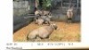 5X GEMSBOK/ORYX FAMILY GROUP M:2 F: 3 (39"+)&nbsp;&nbsp;T:5