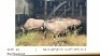 1X GEMSBOK/ORYX FAMILY GROUP M: 2 (40") F: 3 (27"-39") T5