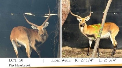 1X LECHWE RAM R: 27 1/4" ; L: 26 3/4"