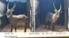 1X WATERBOKBUL/WATERBUCK BULL R: 29 1/2" ; L: 29 1/2"
