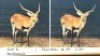 1X LECHWE RAM R: 25" ; L: 25"