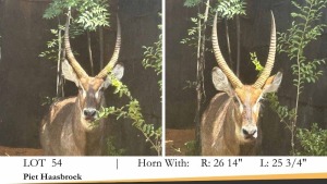 1X WATERBOKBUL/WATERBUCK BULL R: 26 14" ; L: 25 3/4"