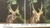 1X WATERBOKBUL/WATERBUCK BULL R: 26 14" ; L: 25 3/4"
