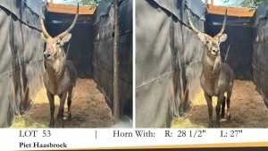 1X WATERBOKBUL/WATERBUCK BULL R: 28 1/2" ; L: 27"