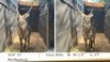 1X WATERBOKBUL/WATERBUCK BULL R: 28&nbsp;1/2" ; L: 27"