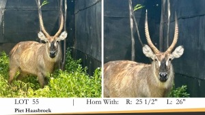 1X WATERBOKBUL/WATERBUCK BULL R: 25 1/2" ; L: 26"