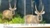 1X WATERBOKBUL/WATERBUCK BULL R: 25&nbsp;1/2" ; L: 26"