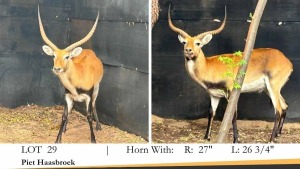 1X LECHWE RAM R: 27" ; L: 26 3/4"