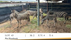 LOT 43 ZEBRA FAMILY GROUP M:2  F: 4 T:6