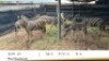 LOT 43 ZEBRA FAMILY GROUP M:2&nbsp; F: 4 T:6