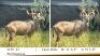 1X KOEDOEBUL/KUDU BULL &nbsp;R:&nbsp;51 3/4" &nbsp;; L:&nbsp;53 1/8"