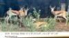 5X SPRINGBOK RAM 15 1/8";15 2/8";14 1/8";11";/14" - 2