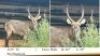 1X WATERBOKBUL/WATERBUCK BULL R: 26" ; L: 25"