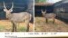 1X WATERBOKBUL/WATERBUCK BULL R: 26" ; L: 26"