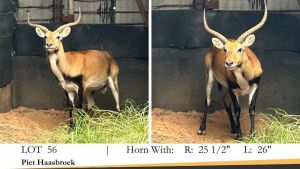 1X LECHWE RAM R: 25 1/2" ; L: 26"