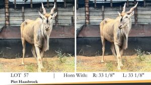 1X ELAND BUL/BULL R: 33 1/8" ; L: 33 1/8"