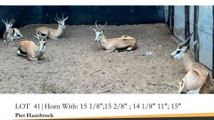 5X SPRINGBOK RAM 15 1/8";15 2/8";14 1/8";11";/14"