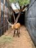 Replaced - 1X LECHWE RAM R: 26 1/3" ; L: 27"