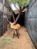 Replaced - 1X LECHWE RAM R: 26 1/3" ; L: 27" - 2