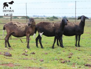 LOT 12 2X MEATMASTER OOI/EWE DIDYMUS MEATMASTERS